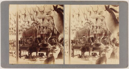 United Kingdom UK Museum Oxford Animals Taxidermy Photo Stereo Vintage c1900 | eBay United Kingdom UK Museum Oxford Animals Taxidermy Photo Stereo Vintage c1900 | eBay
