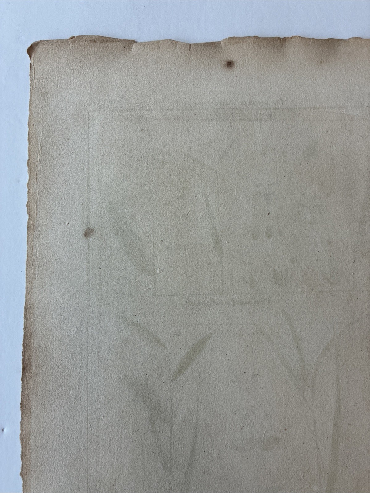 Lamarck Botanical Print Histoire Naturelle, Botanique Hand Colored Book Plate 43