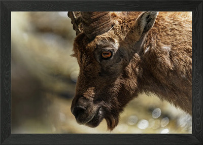 Alpensteinbock Portrait gerahmtes Wandbild Poster Leinwanddruck Bild