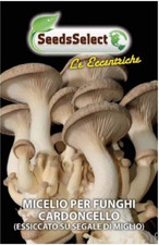 MICELIO per FUNGHI CARDONCELLO BUSTINA GR 25 SEMENTI SEMI