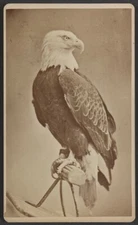 8" x 10"  1876 Old Abe, the live war eagle of Wisconsin, from the Centennial