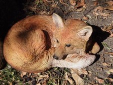 Fuchs Deko Figur lebensgroß Baby Gartenfigur wetterfest  NEU