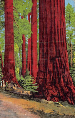 Postcard CA: North Grove, Kings Canyon National Park, California Posted 1947