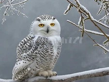 Digital Image Picture Photo Wallpaper Background Desktop Art Owl Bird