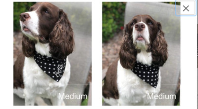 polka dot dog bandana