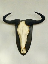 Trophäe Sammlung Geweih Hörner Afrika weißbärtige Gnu Antilope - per DHL - TOP!