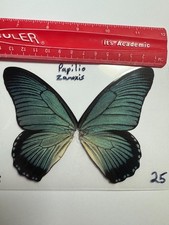 UAP 25 A+/A  Papilio zamoxis  CLOSE OUT SALE