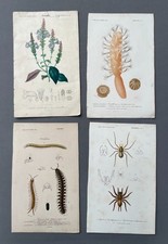 Naturgeschichte, Antike Lithographien, Kuriositätenkabinett, 19. Jh.