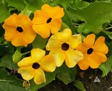 BLACK EYED SUSAN VINE Mixed Colors Tender Perennial Pollinators Non-GMO 50 Seeds