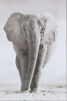 Full View Elephant ~New 2023 B/W Animal Image Cards~4''x6'' 8149.2