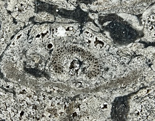 Stunning OSMUNDA fossil fern with ingrown tree root !! from Trimmelkam Austria - Picture 11 of 11