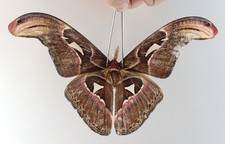 SA34654. Unmounted moth, butterflies: Attacus atlas. North Vietnam.