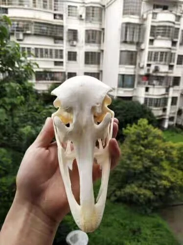 Ostrich Head Skull Specimen Skeleton Animal Decor Collection Specimen 1PC - Picture 6 of 11