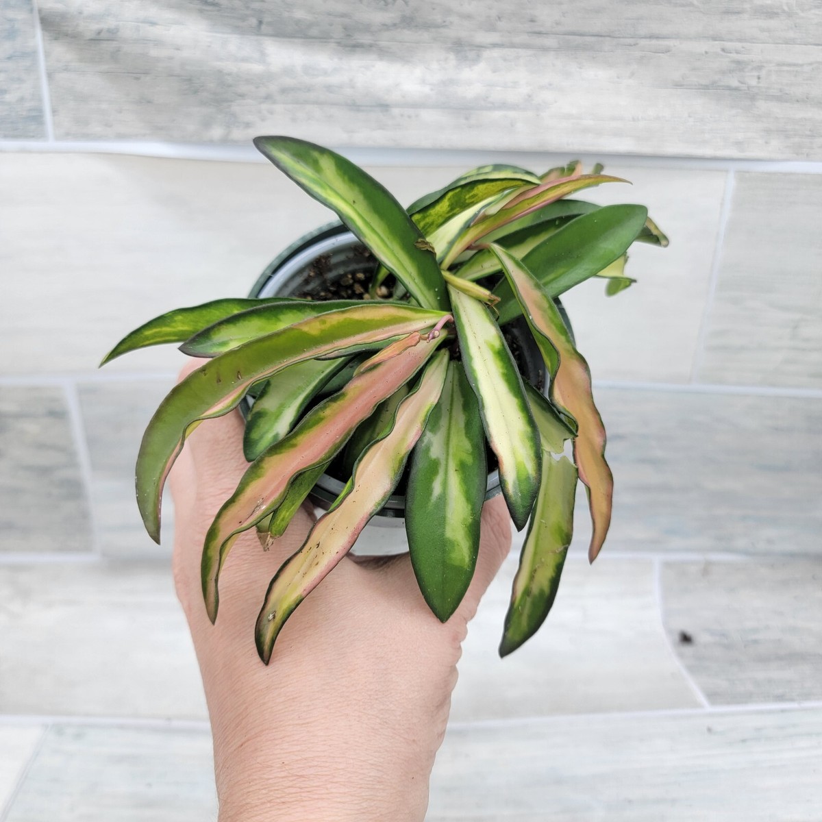 Variegated Hoya wayetii – Rare Wax Plant with Stunning Cream and