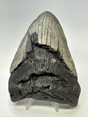 Megalodon Shark Tooth 4.92 inch - Natural - Real Fossil - Carolina - Rare 19015