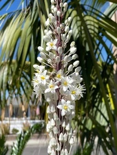 Seeds- Giant sea squill Drimia Maritima