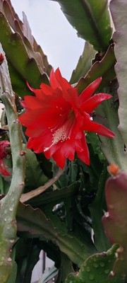 Epiphyllum Ackermanni - Junge Pflanze