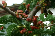 Black Mulberry (Morus nigra), 50 seeds