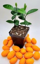 Pot of 2 Kumquat seedlings, 3-5 inches tall