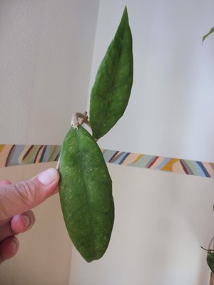  Ableger Hoya Caudata Rintzii Borneo Cutting - 2 Blatt Steckling frisch geschn