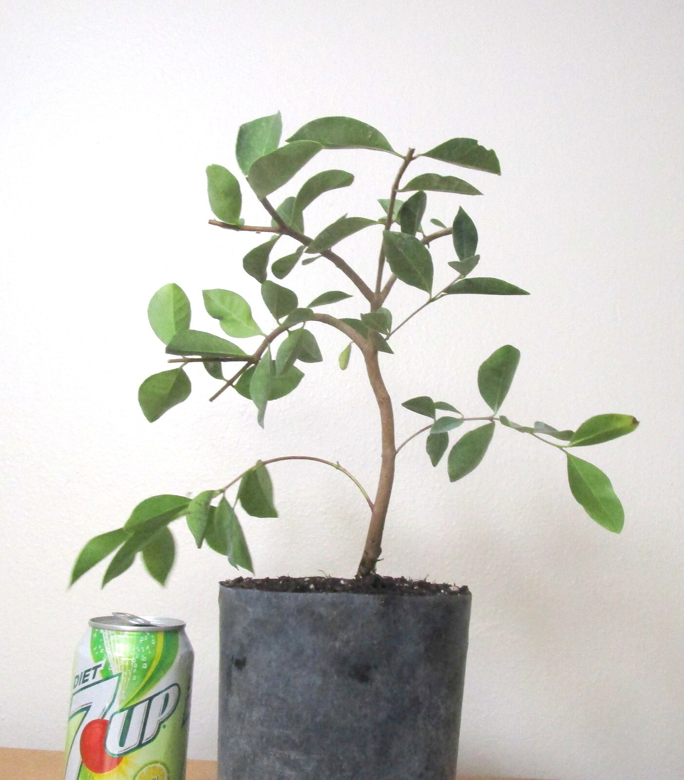 Strawberry guava mame shohin bonsai tree with unique fruiting