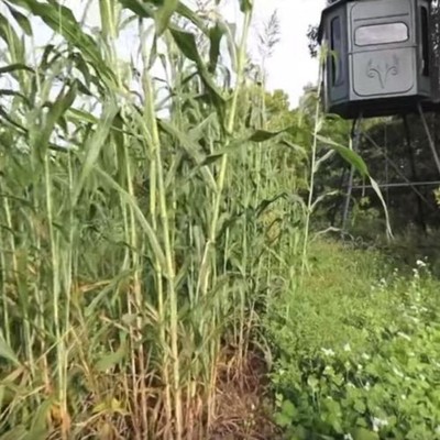 Eagle Seed Forage Fence  Screening Blend | Deer Food Plot Seed