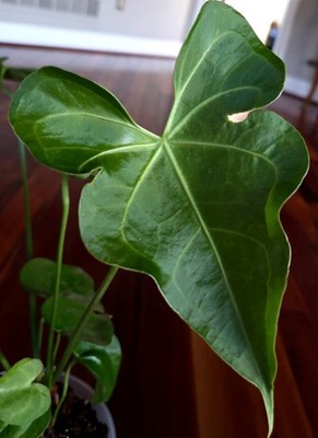 Rare Anthurium Berriozabalense X Clarinervium 22'' Tall Aroid Not Philodendron  