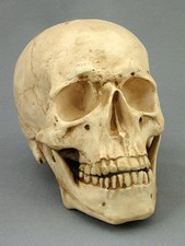 Life-Size Aged Two Piece Harvey Skull Model, NEW Skulls