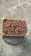 5 KG NOCCIOLE VARIETà TONDA DI GIFFONI IN GUSCIO