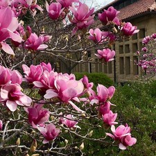 Magnolia Soulangeana 10 seeds pre-germinated.Saucer Magnolia Pink Flowering Tree
