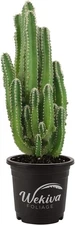 Fairy Castle Cactus - Live Plant in a 3 Inch Pot - Cereus Tetragonus