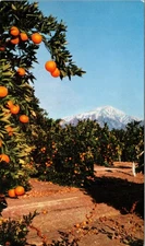 Postcard CA United Airlines San Bernadino foothills orange grove
