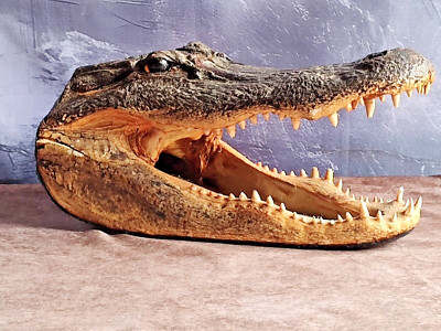 Large 12-13'''' Alligator Head From Genuine Louisiana Gator Real Taxidermy Gator