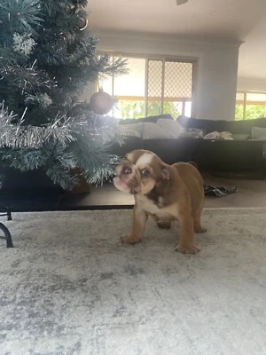 British Bulldog In Gold Coast Region Qld Dogs Puppies Gumtree Australia Free Local Classifieds British Bulldog In Gold Coast Region Qld Dogs Puppies Gumtree Australia Free Local Classifieds