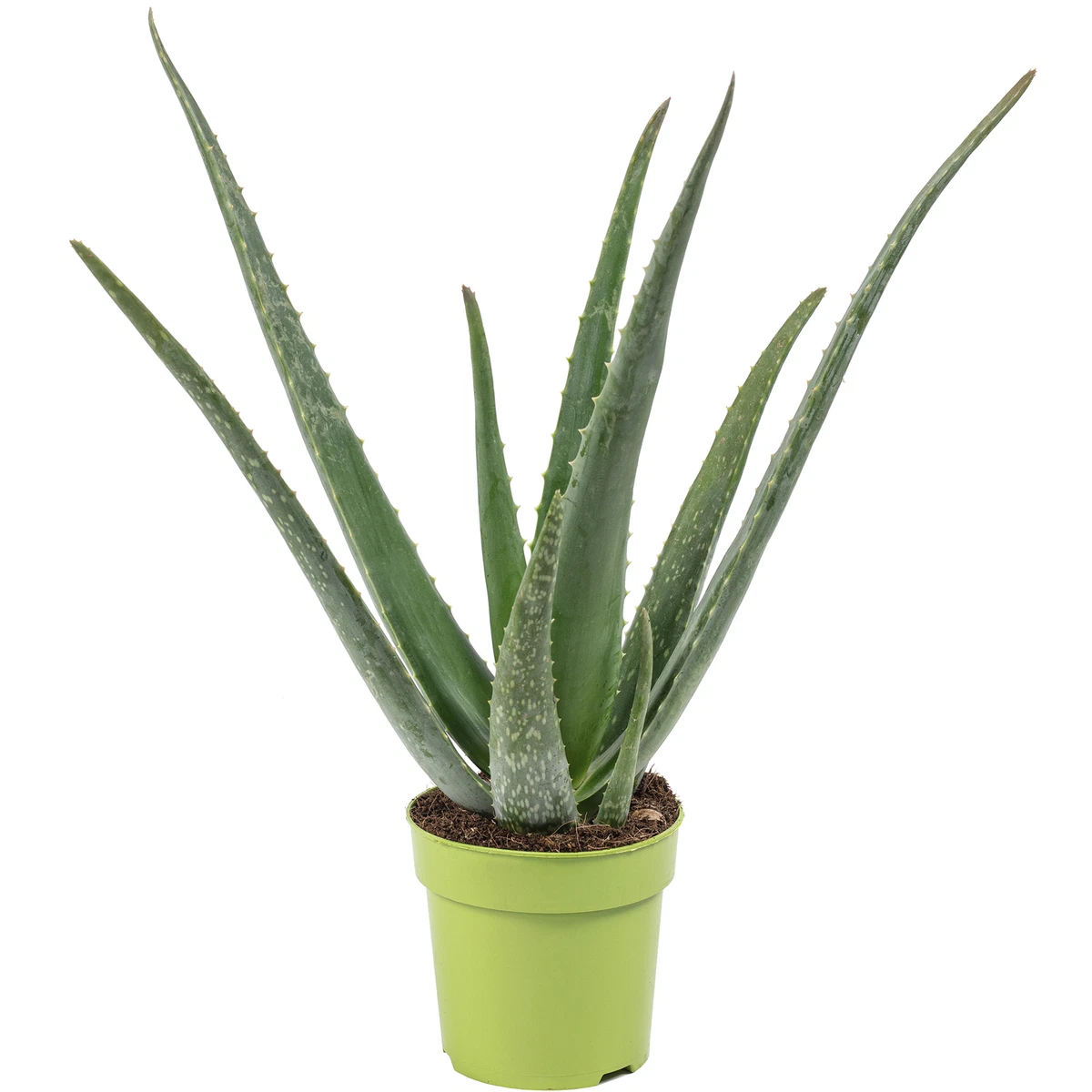 Aloe Pflanzen, Zimmerpflanzen online kaufen | eBay.de