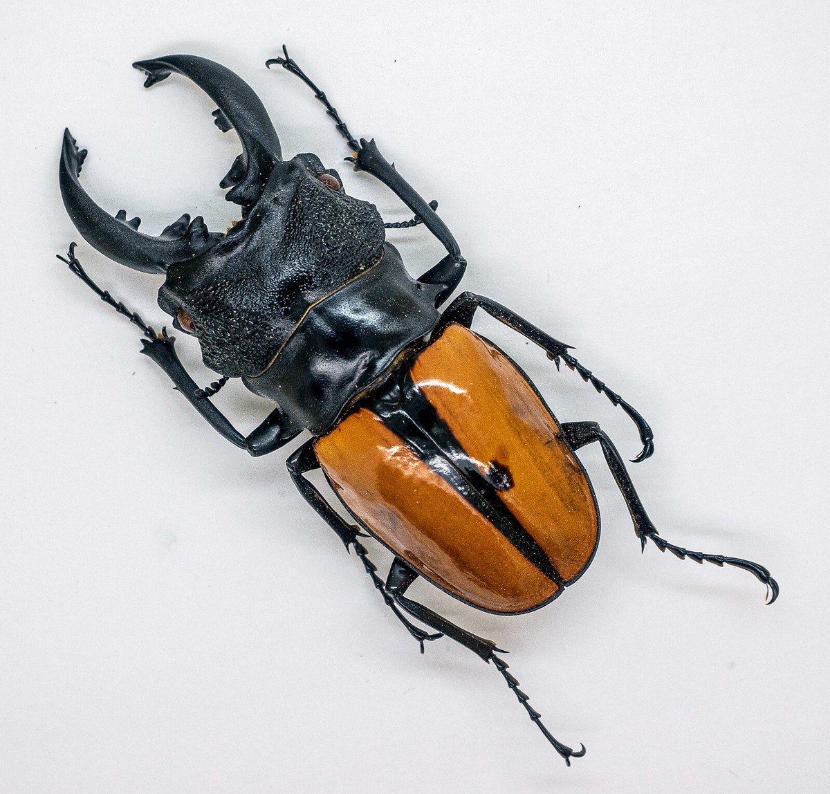Lucanidae - Stag Beetle - Odontolabis ludekingi (m) 70mm