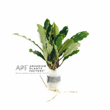 Bucephalandra Antyovani Buce Aquarium Plants Factory