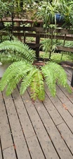 Unpruned Fern Western Sword I'n pot with native soil