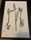 Print Depicting Ferns by Thomas Moore,  Antique, 19th C., Good Condition