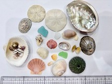 Assortment of natural seashells and sea glass