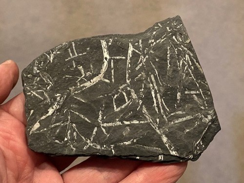 Unidentified Fossil Plant Leaf Plate St Clair Carboniferous age 300 million
