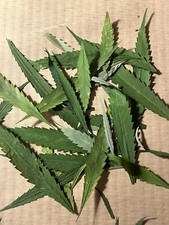 50 Dried Pressed Hemp Leaves THC-Free Individual Blades Art Supp Craft DIY Leaf