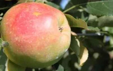 25+ Anna Apple Seeds for Garden Planting - USA - FREE SHIPPING!