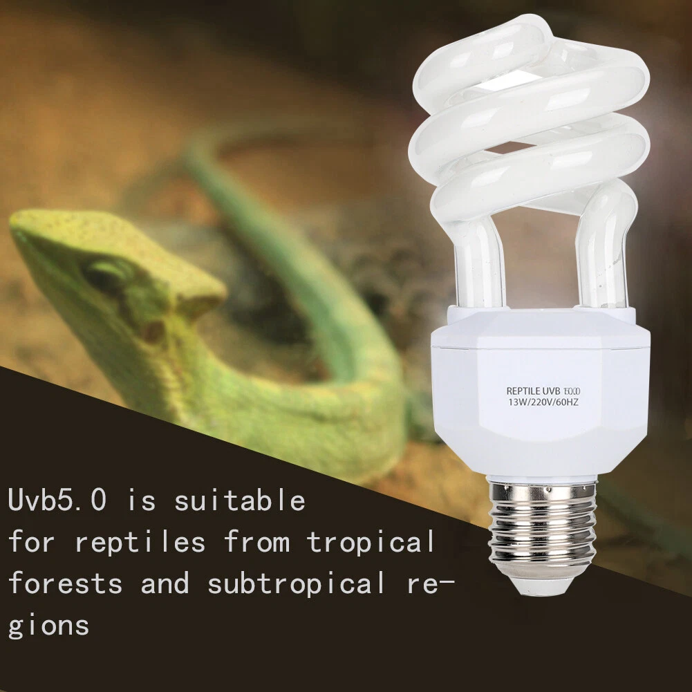 Lizard store light bulb