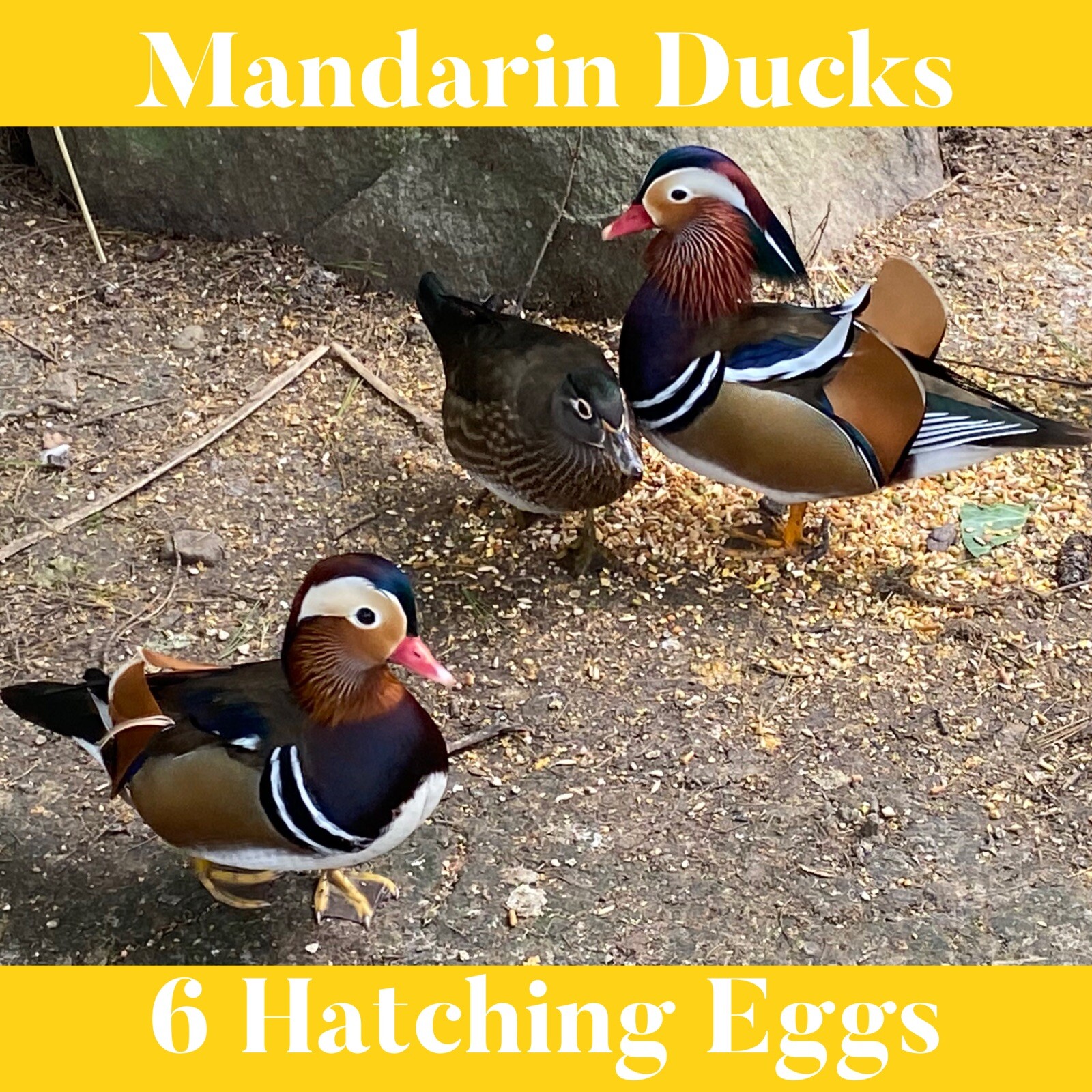6 Mandarin Duck Hatching Eggs + Extra eBay