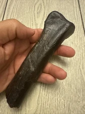 Theropod, Raptor, Oviraptor  Dinosaur Fossil Partial Tibia Two Medicine, FM, MT