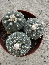 Astrophytum Asterias Assortment Pack Rare Cactus