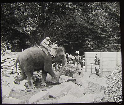 Glas magische Laterne Dia ELEFANT ARBEITET IN STEINBRUCH CEYLON UM 1910 SRILANKA