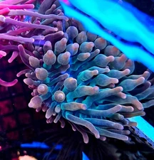 Rainbow bubble tip anemone live coral
