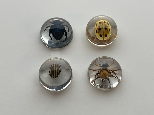 Real Insects in Resin - 4 Pcs - Orbweaver Spider, Beetle, Taxidermy, Weird Gifts - Picture 3 of 5